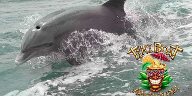 Key West Dolphin & Eco Cruise